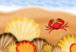 Crab on the beach