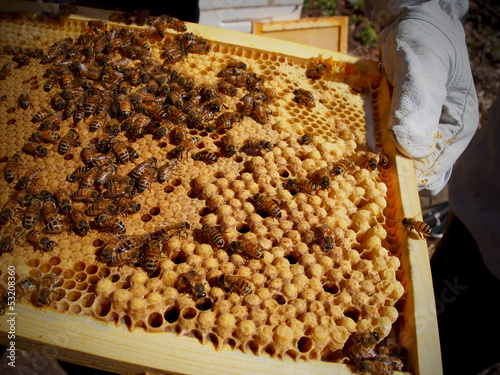 Photo: Handling Bees In Frame Handling Bees In Frame