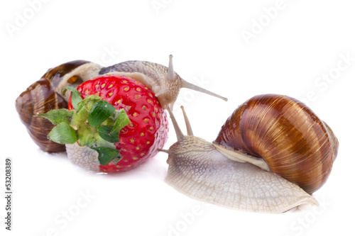 Photo: garden snails garden snails