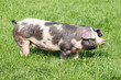 Buntes Bentheimer Landschwein