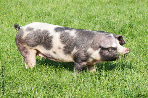 Photo: Buntes Bentheimer Landschwein Buntes Bentheimer Landschwein