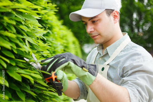 Photo: Gardener pruning an hedge Gardener pruning an hedge