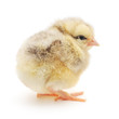 Foto: Small chicken Small chicken