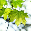 green maple leaf lit by the sun