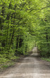 canvas print picture - Waldweg Panorama vertikal