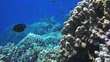 Coral and fish in the Red Sea, Egypt