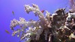 Coral and fish in the Red Sea, Egypt