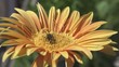 Video: Bees collecting nectar from flower Bees collecting nectar from flower