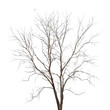 Dead tree isolated on white background