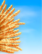 Vektor: Ears of wheat in front of blue sky. Vector illustration. Ears of wheat in front of blue sky. Vector illustration.