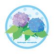 Hydrangea
