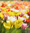 Tulip Flowers With Sunlight