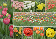 Tulip Flowers Collection