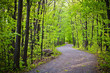 Path in forest