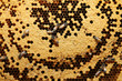 Close up view of the working bees on honeycells.