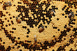 Close up view of the working bees on honeycells.