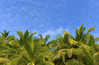 palms and sky