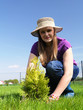 Photo: Garden planting Garden planting