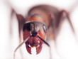 ant formica rufa face-to-face