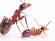 each new born ant has 2-3 nurses and mentors