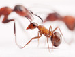 little ant formica rufa and big ones at background