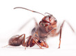 elder dominants force young ants to submit