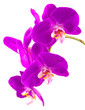 orchidée phalaenopsis