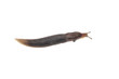 Snail isolated over white