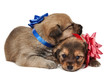 Two puppies in love