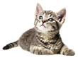 a cute little kitten