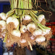 knoblauchbündel