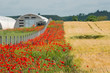 Foto: field of ripe wheat field of ripe wheat