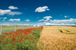 Foto: field of ripe wheat field of ripe wheat
