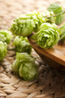 Hop cone and leaves