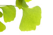 Photo: Ginkgo biloba leaf isolated on white Ginkgo biloba leaf isolated on white