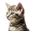little kitten - portrait