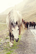 Horses on a road