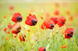 Poppy field