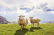 Sheep in the mountains