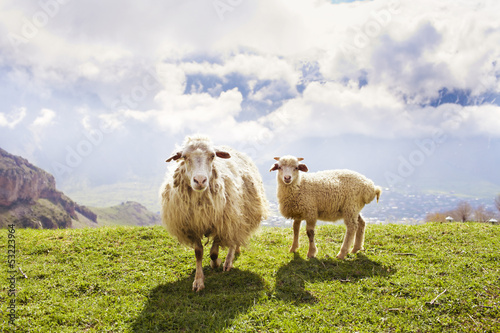 Photo: Sheep in the mountains Sheep in the mountains