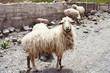 Sheep in the village