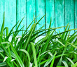 Green grass isolated over aged and old wooden background texture