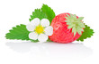 Photo: One Ripe red strawberries, leaves and flowers isolated on white One Ripe red strawberries, leaves and flowers isolated on white