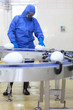 biotechnology - engineer at conveyor belt in gmo factory
