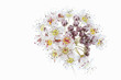 Blühender Teufelsstrauch (Physocarpus opulifolius)