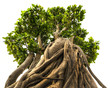 Bonsai Tree On A White Backgro...