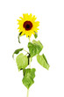 Sunflowers vertical isolated