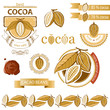 Vector: Cocoa beans Cocoa beans