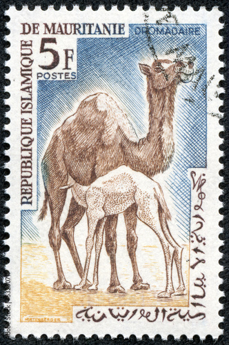 Photo: stamp shows Dromedary or Arabian camel stamp shows Dromedary or Arabian camel