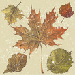 autumn leaves
